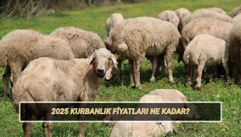 2025 Kurbanlık Fiyatları: Büyükbaş ve Küçükbaş Kurban Pazarındaki Son Durum