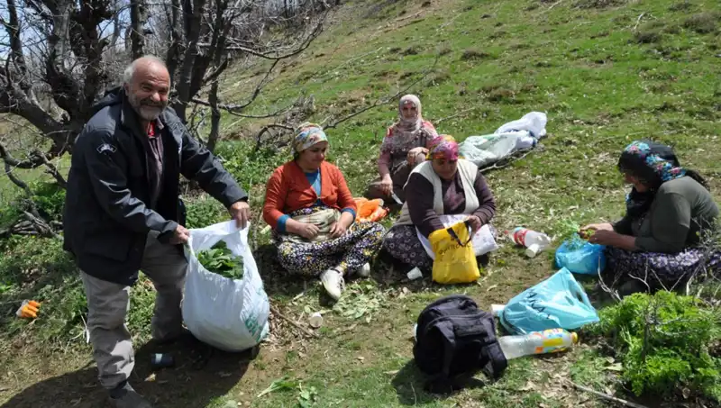 Yürüyerek Topladıkları Fındıkla Ailelerini Geçindiriyorlar: 250 Lira Kilosu!