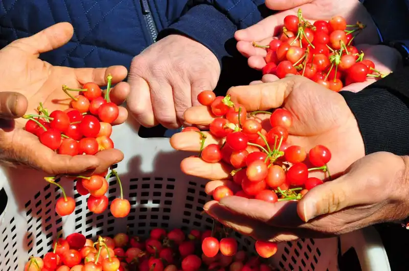 2023 Yılı Tarımında İlk Hasat: Eşsiz Ürün Kilosu 3.500'den Satışta!