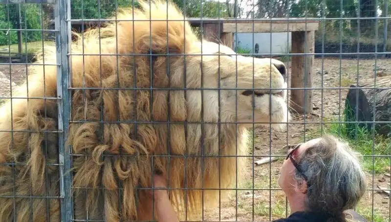 Avustralya’da Aslan Saldırısı: Kadının Kolunu Kafesin İçinden Kapıp Gitti