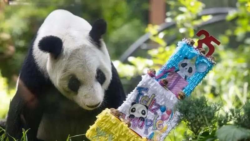 Dev Panda Xin Xin: 35. Yaşında Büyüleyici Kutlama