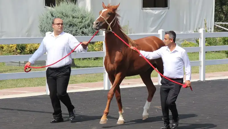 Taşkın Kral: Rekorlar Kitabına Girmeyi Başaran Olaylar