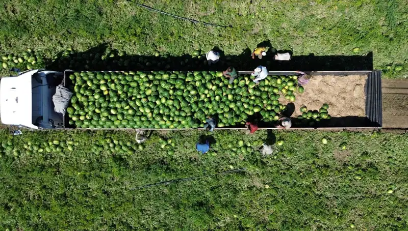 Bafra Ovası'nda Karpuz Rekoltesi: Bu Yaz 94 Bin 500 Ton Bekleniyor!